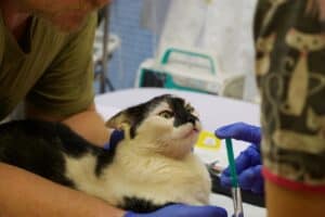 Mit Herz für die Katzen