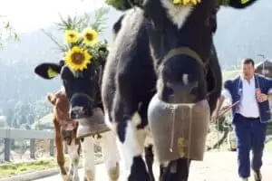 Nastal čas říct hoře naviděnou...