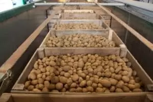 Kartoffeln