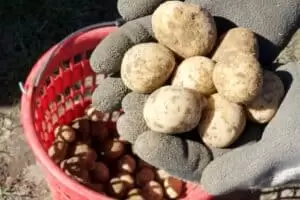 Kartoffeln