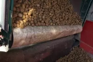 Kartoffeln