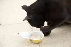 Kmotra a zvířátka