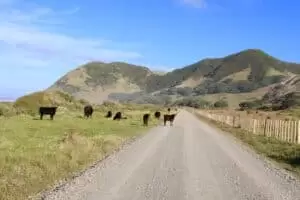 Neuseeland 8. Teil East Cape Road