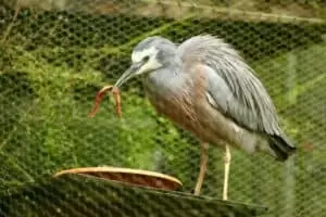 Nový Zéland 13. část It’s time to say goodbye...