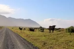 Neuseeland 8. Teil East Cape Road