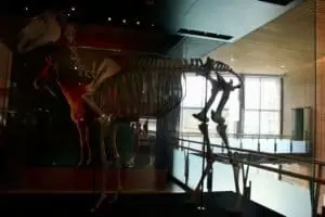 Neuseeland 11. Teil Wellington Urban Life