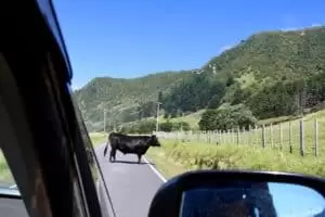 Neuseeland 8. Teil East Cape Road