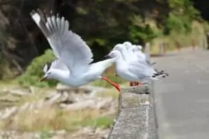 Nový Zéland 13. část It’s time to say goodbye...