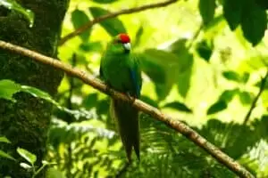 Nový Zéland 13. část It’s time to say goodbye...