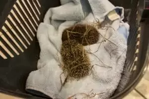 ...1. August, Stachelchen und Helvetia...