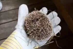 ...1. August, Stachelchen und Helvetia...