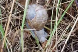 ...1. August, Stachelchen und Helvetia...