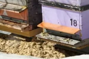 Salaš Salzmatte 1637 m.n.m