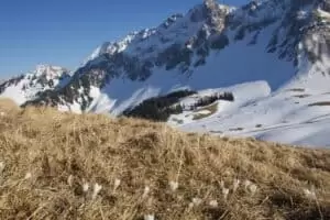 Salaš Salzmatte 1637 m.n.m