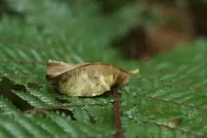 Vzpomínky na Nový Zéland