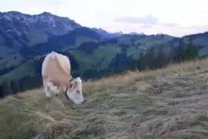 Schwyberg - lebt eures Leben und lässt mein's sein...