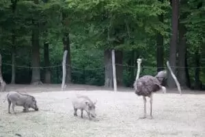 Toulky domovem 5. část Zoo Lešná