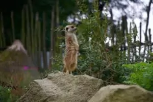 Toulky domovem 5. část Zoo Lešná
