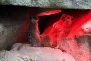 Durch die Tschechien 5. Teil Zoo Lesna