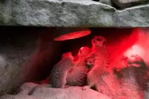 Toulky domovem 5. část Zoo Lešná