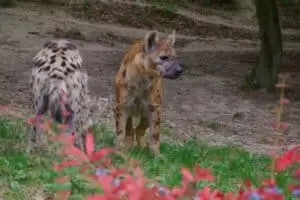 Durch die Tschechien 5. Teil Zoo Lesna