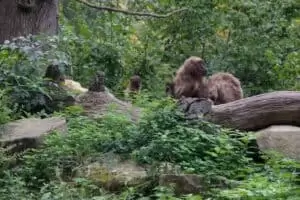 Durch die Tschechien 5. Teil Zoo Lesna