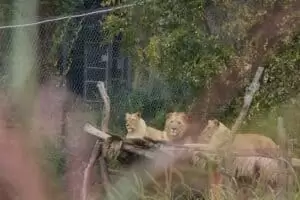 Toulky domovem 5. část Zoo Lešná