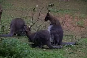 Toulky domovem 5. část Zoo Lešná