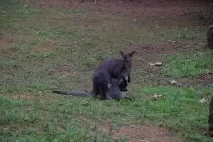 Toulky domovem 5. část Zoo Lešná