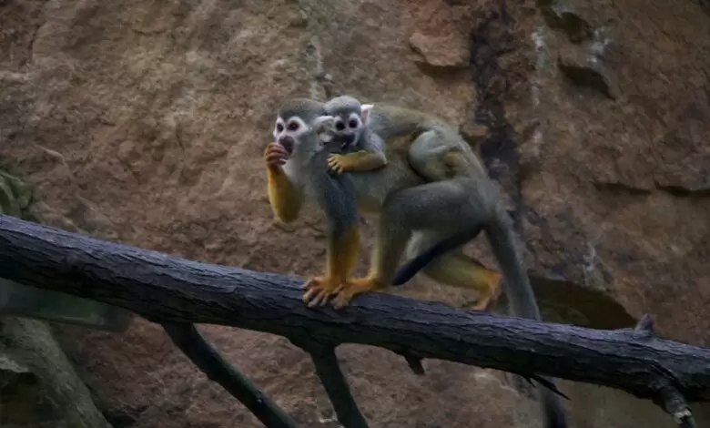 Durch die Tschechien 5. Teil Zoo Lesna