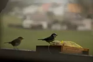 Kmotra a zvířátka