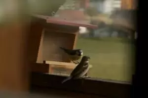 Kmotra a zvířátka