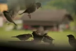 Kmotra a zvířátka