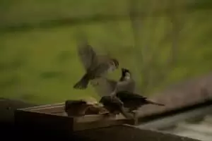 Kmotra a zvířátka