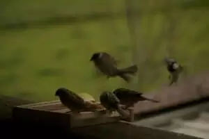 Kmotra a zvířátka