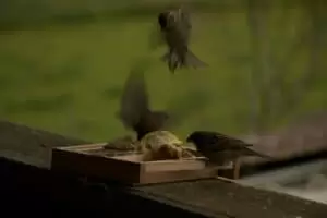 Kmotra a zvířátka