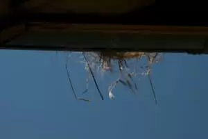 Kmotra a zvířátka