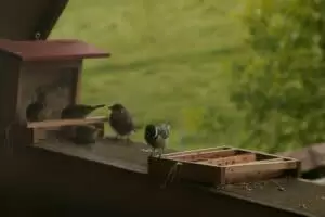 Kmotra a zvířátka