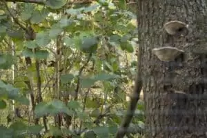 Patentag in der Wildstation Landshut