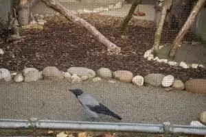 Patentag in der Wildstation Landshut