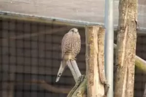 Patentag in der Wildstation Landshut