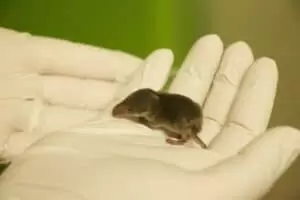 Den s ošetřovateli v Záchranné stanici Landshut