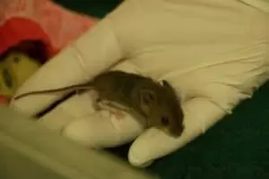 Den s ošetřovateli v Záchranné stanici Landshut