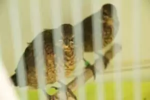 Den s ošetřovateli v Záchranné stanici Landshut