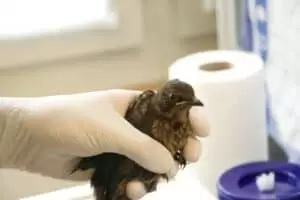 Den s ošetřovateli v Záchranné stanici Landshut