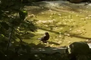 Den s ošetřovateli v Záchranné stanici Landshut