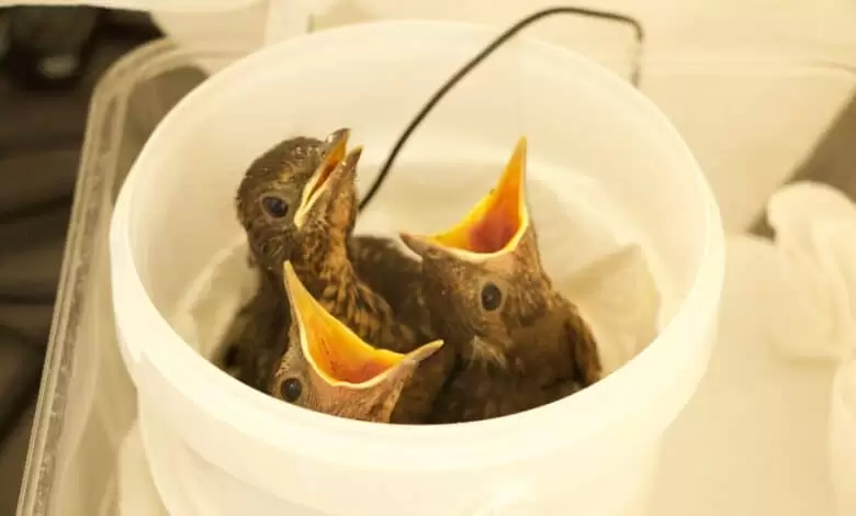 Den s ošetřovateli v Záchranné stanici Landshut