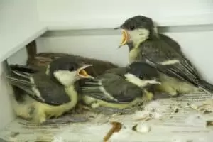 Den s ošetřovateli v Záchranné stanici Landshut