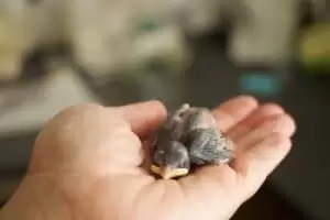 Den s ošetřovateli v Záchranné stanici Landshut