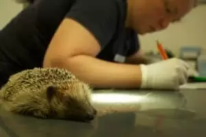 Den s ošetřovateli v Záchranné stanici Landshut